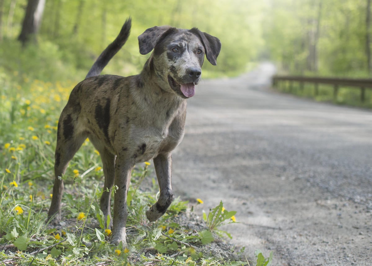 Pet Doctor in Brewster, NY Roosevelt Veterinary Center